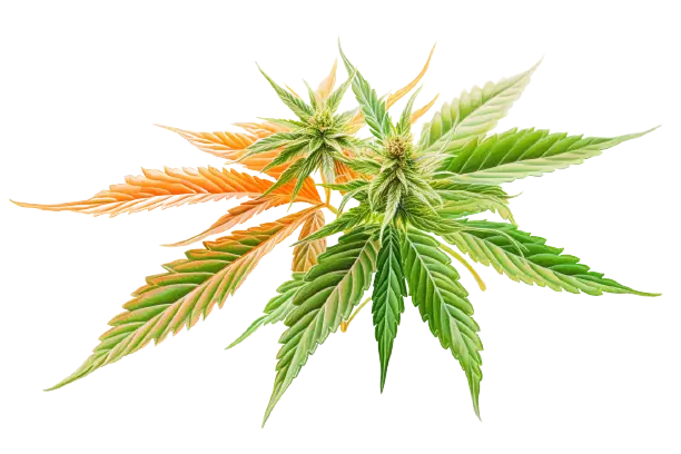 Bunte Cannabis-Blüten an einer Pflanze